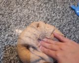 Foto del paso 6 de la receta: Pan 100% integral