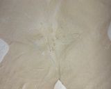 Foto del paso 5 de la receta: Cuernitos croissants