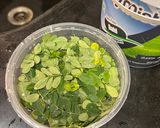 A picture of step 1 of Moringa leaves pulao.
