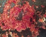 Foto langkah ke 1 dari resep Tempe Mendol Khas Malang.