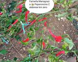 Foto del passaggio 1 della ricetta Peperoncino km zero calabrese macinato in polvere fatto in casa 🏡👩‍🍳🌶️❤️