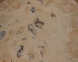Foto del paso 4 de la receta: Strogonoff de Callampas con Posta