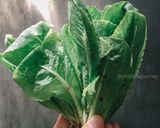 Foto langkah ke 1 dari resep Tumis Selada Romaine (Bisa MPASI 12+).