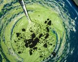 Foto langkah ke 3 dari resep Bolu Kukus Pop Ice Avocado.