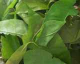 รูปขั้นตอนการทำที่ 1 ของ ใบเหลียงผัดไข่ ไมโครเวฟ