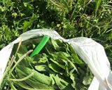 Foto del passaggio 1 della ricetta Frittata di misticanza di campo