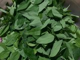Tumis Daun Katuk