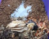 Foto langkah ke 3 dari resep Bumbu pecel madiun.