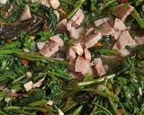 Foto langkah ke 7 dari resep 34. Cah Kangkung Terasi.