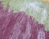 Foto del paso 3 de la receta: Tallarines de colores, tres variedad🍝🥕🥬