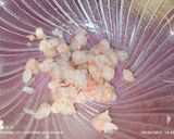 Foto del paso 4 de la receta: Tartar de gambita roja con yogurt griego