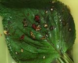 Foto langkah ke 3 dari resep Pickled Perilla Leaves (Kkaennip Jangajji).