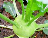 Hình bước làm 1 của món Canh su hào, cà rốt, thịt bằm