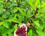 Foto langkah ke 1 dari resep Teh Rosella.