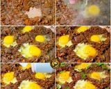 A picture of step 3 of Shakshuka The Middle Eastern Recipe In Indian Style.