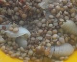Foto del paso 2 de la receta: Medallones de lentejas
