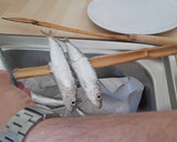 Foto del paso 1 de la receta: Espetos de sardinas