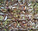 A picture of step 11 of Adadhiya Pak.