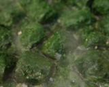 🌿 Spenótos - sajtos rakott palacsinta (sütőben pirítva) 🧀 recept fázis 2 fotója