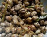 Foto langkah ke 4 dari resep Kerang saus padang.