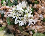 A picture of step 7 of Wild garlic and pea spelt risotto - vegan.