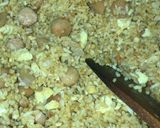 Foto langkah ke 5 dari resep Butter Rice.