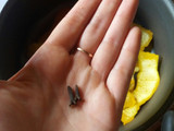 Té frío cítrico y especiado