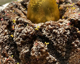 Foto del paso 9 de la receta: Tortas de almendra y de almendra con chocolate