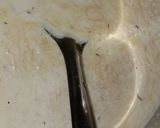 A picture of step 4 of Pheni ki Kheer | Milk Recipe.