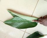 A picture of step 3 of How to tie moi moi leaf.