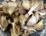 Gambar langkah 1 resipi Bayam Hijau, Fucuk dan Cendawan Tiram.