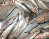 Foto del paso 2 de la receta: Sardinas en conserva