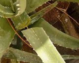 A picture of step 1 of Aloevera juice.