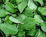 A picture of step 1 of GREEN AMARANTH BHAJI / Tandadalja ni Bhaji.