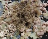 Foto langkah ke 3 dari resep Bolognese Sauce (Saus Bolognese ala Anak Kos).