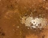 A picture of step 4 of Hachee (Dutch Beef & Onion Stew).