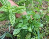 Foto del paso 1 de la receta: Fideuá de la Huerta Regenerativa