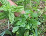 Foto del paso 1 de la receta: Fideuá de la Huerta Regenerativa