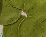પાલક પૂરી (Palak Poori Recipe In Gujarati) રેસીપી સ્ટેપ2ફોટો