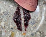 Foto del paso 8 de la receta: ⚠️ Helado artesanal de moras extremo ⚠️