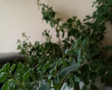Foto del paso 1 de la receta: Lasaña vegetal