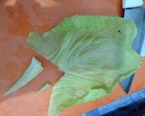 Foto langkah ke 3 dari resep Sayur kol goreng isi ayam daging.