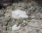 A picture of step 2 of Mutigrain Roti(Thalipeeth).