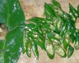 Foto langkah ke 1 dari resep Sambel Teri Lombok Ijo.