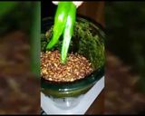 A picture of step 3 of Mazedar chutney.