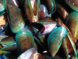 Kerang Hijau Rebus