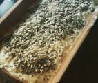 1 Pan Libre De Gluten Cubierto De Semillas
