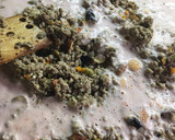 Foto del paso 6 de la receta: Chiles en nogada tradicional