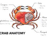 A picture of step 1 of Crab Darling.