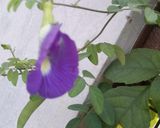 A picture of step 3 of Butterfly pea flower Drink.